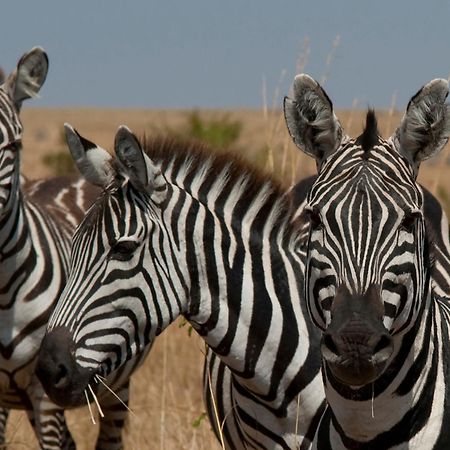 Casart Game Lodge Grietjie Game Reserve Екстер'єр фото
