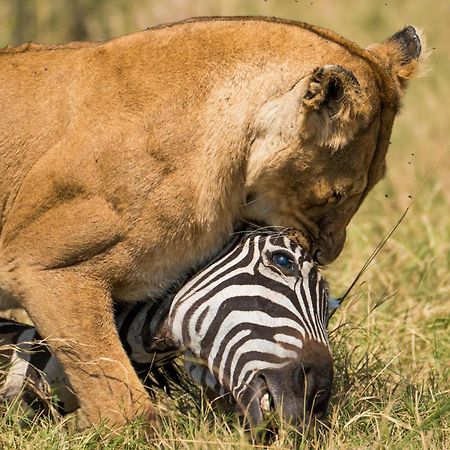 Casart Game Lodge Grietjie Game Reserve Екстер'єр фото