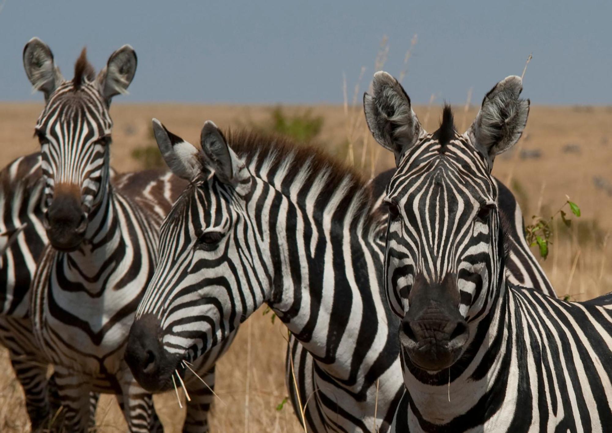 Casart Game Lodge Grietjie Game Reserve Екстер'єр фото