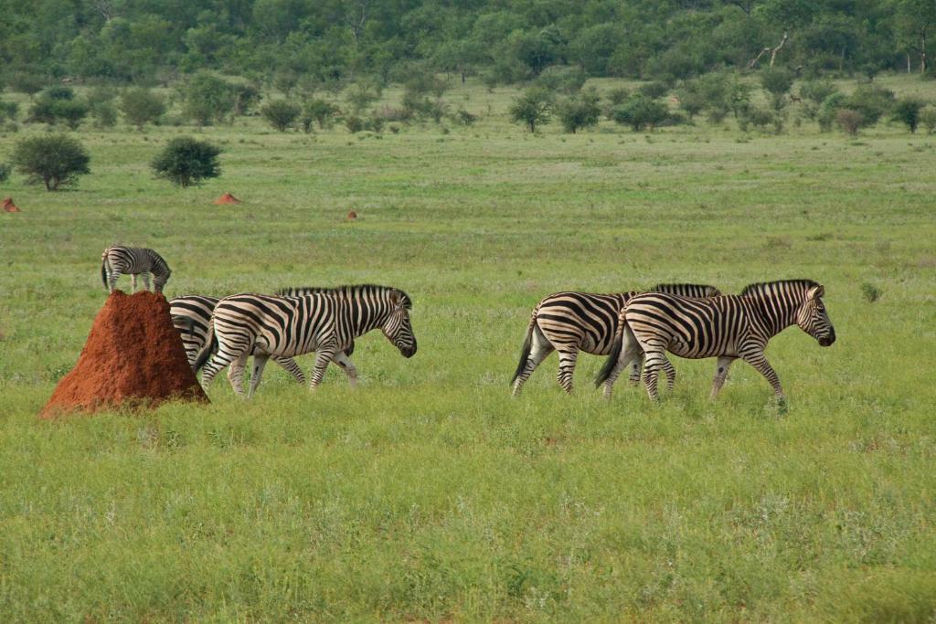 Casart Game Lodge Grietjie Game Reserve Екстер'єр фото