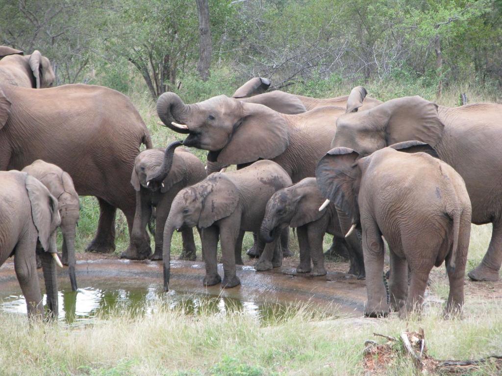 Casart Game Lodge Grietjie Game Reserve Екстер'єр фото