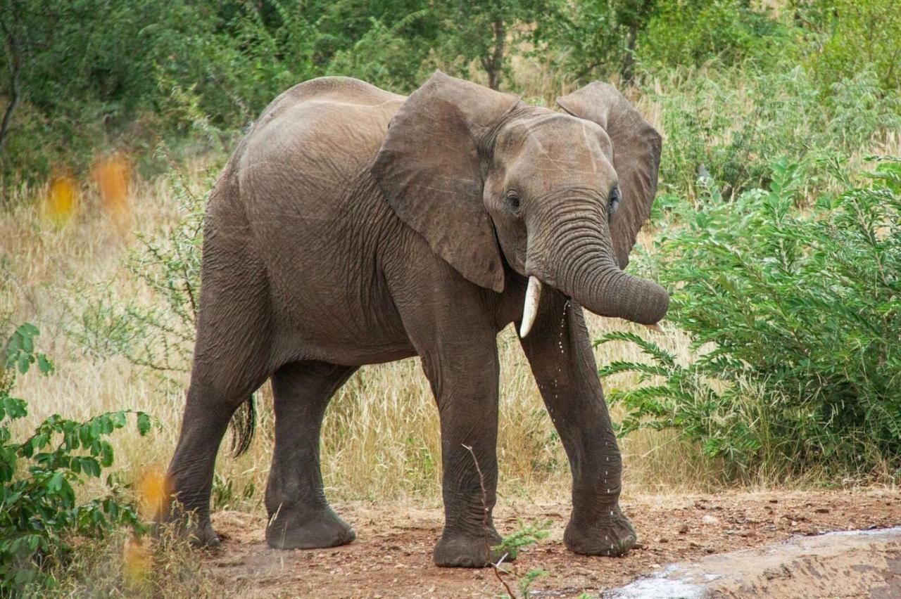 Casart Game Lodge Grietjie Game Reserve Екстер'єр фото