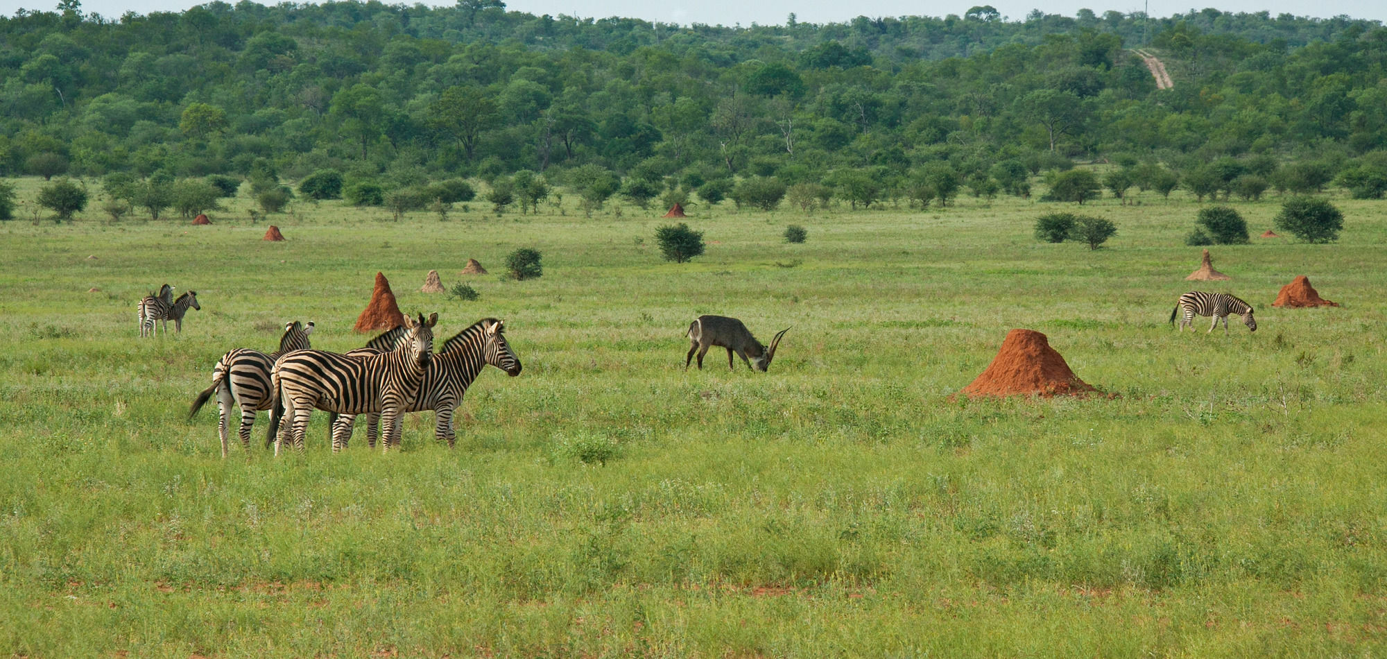 Casart Game Lodge Grietjie Game Reserve Екстер'єр фото