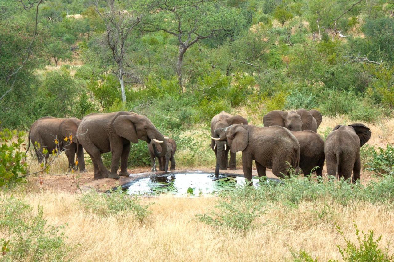 Casart Game Lodge Grietjie Game Reserve Екстер'єр фото
